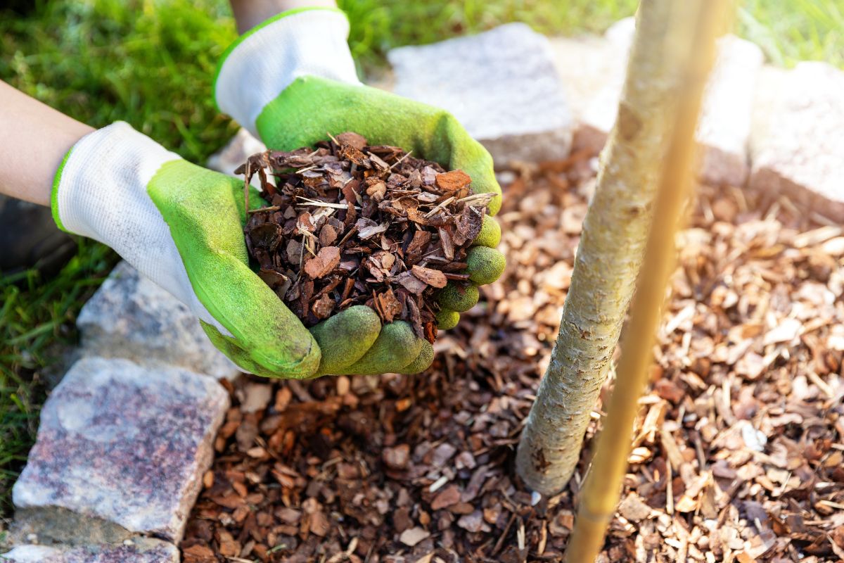 Avoiding Nitrogen Drawdown When Using Mulch The Seed Collection